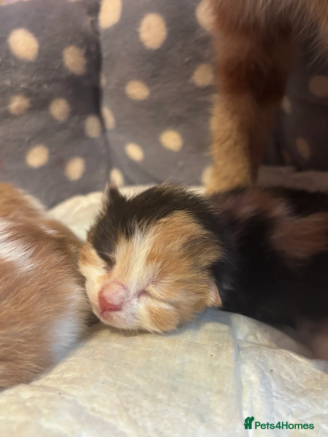 Domestic Shorthair cats for sale: UPDATE 2nd February 1 ginger and white boy left - Advert 12