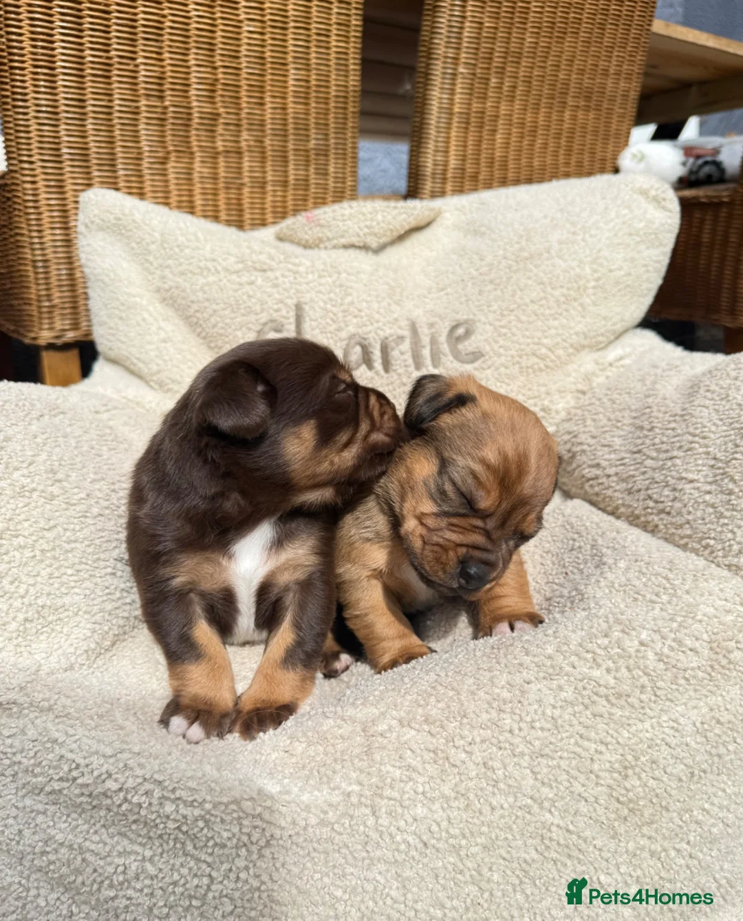 Mixed Breed dogs for sale: Beautiful Dachshund Cross Puppies in Carmarthen - Advert 2