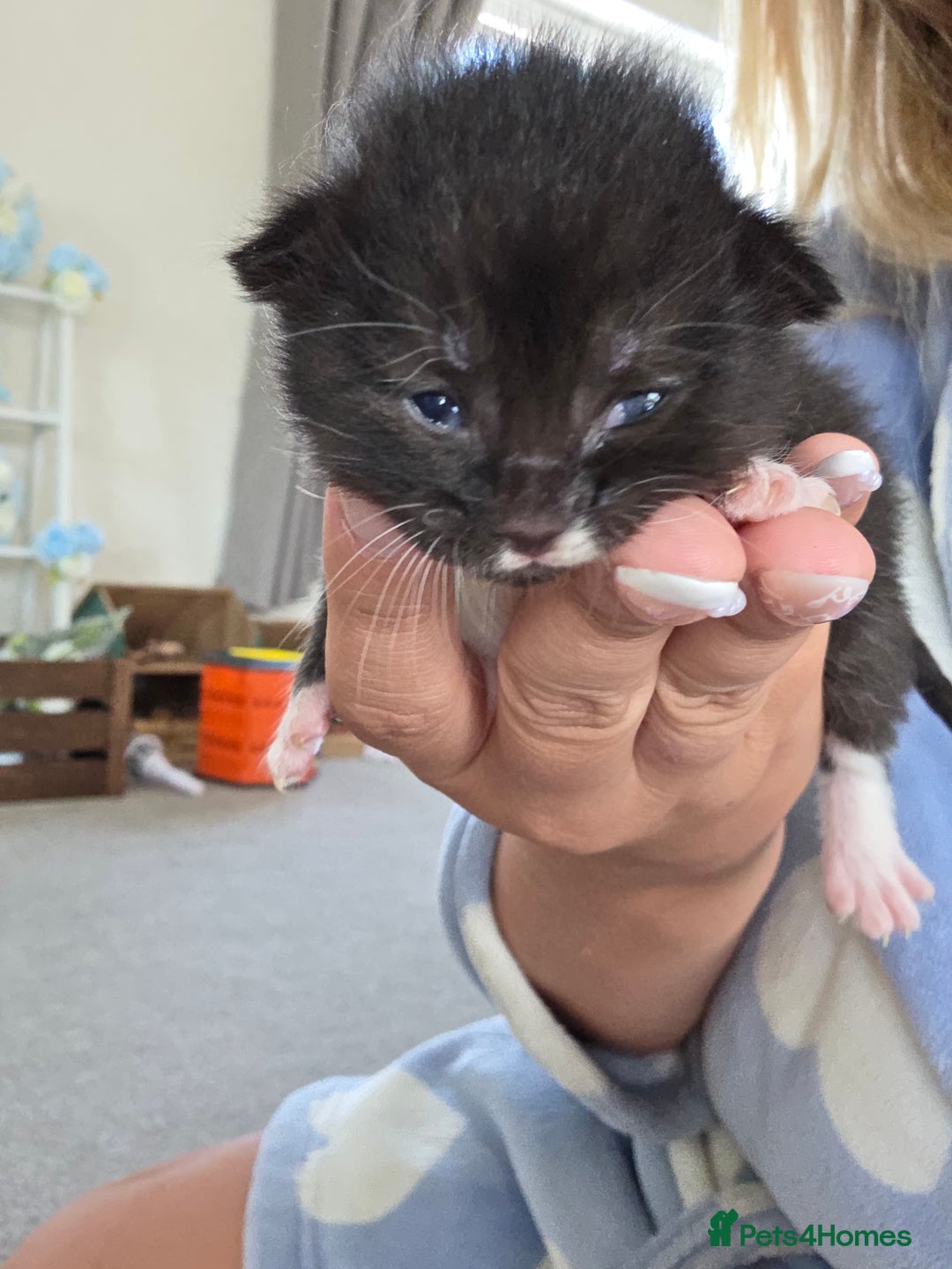 British Longhair cats for sale: 6 long haired kittens - Image 4