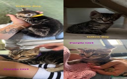 Bengal cats for sale: X Bengal Kittens x5 available   - Image 4