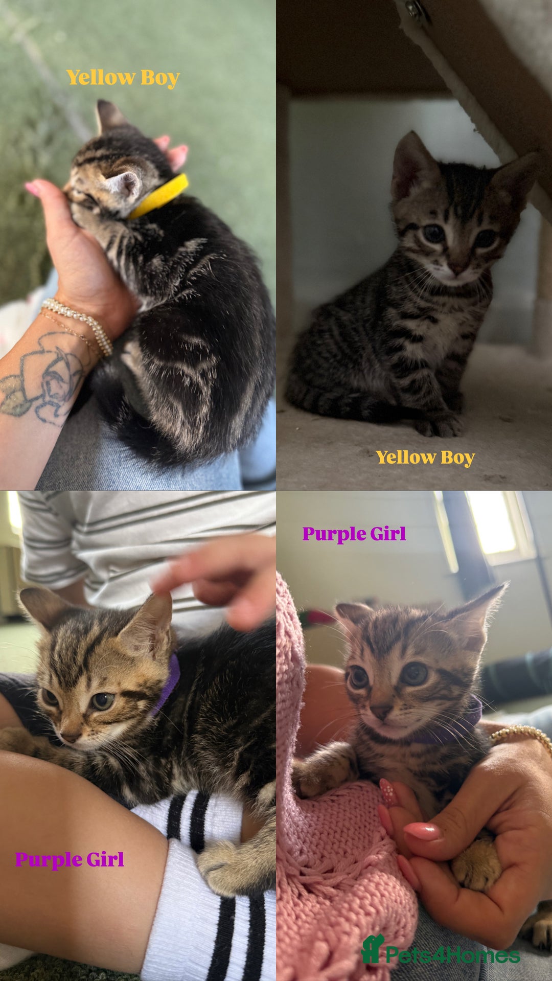 Bengal cats for sale: X Bengal Kittens x5 available   - Image 4