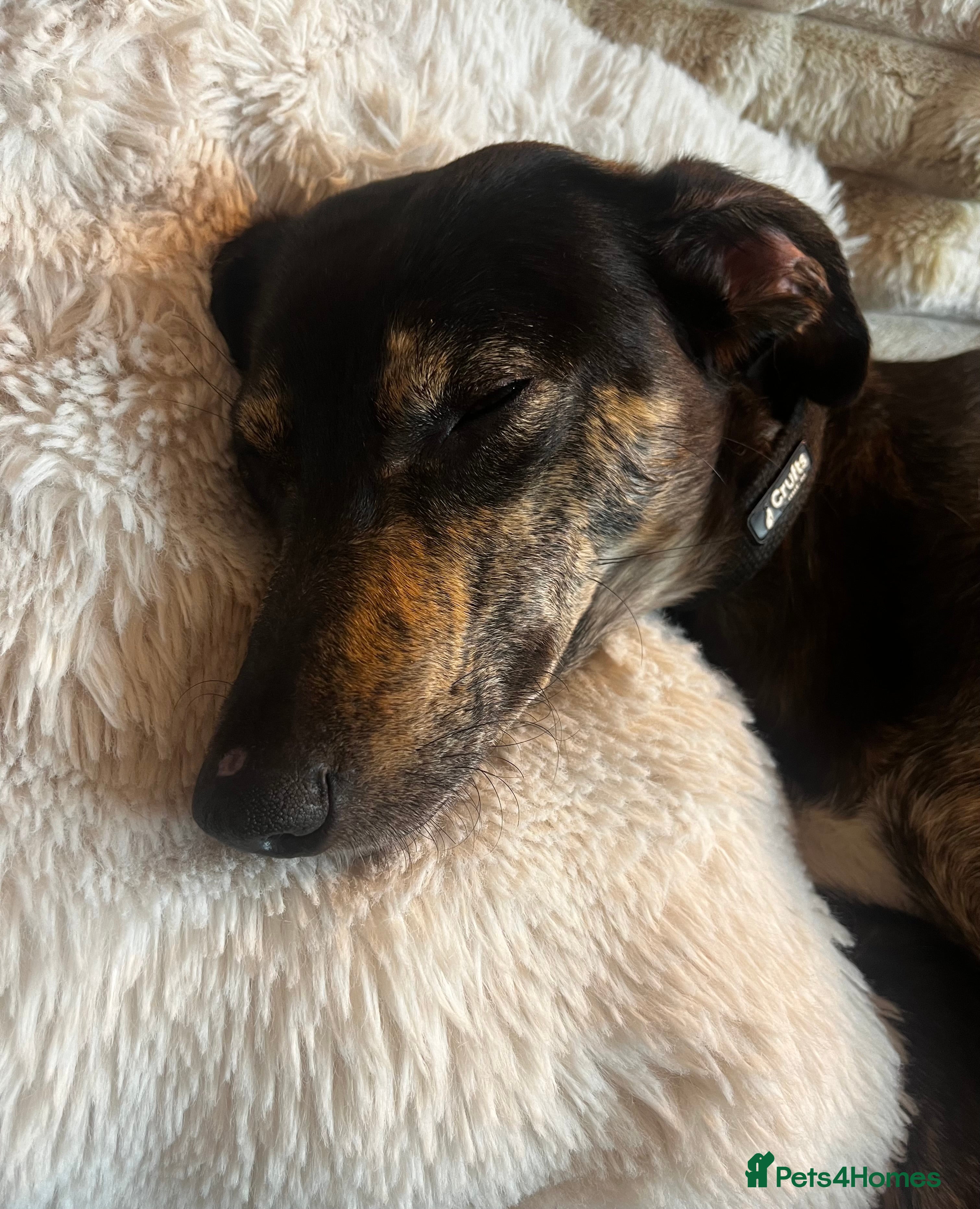 Mixed Breed dogs Sweet Lurcher Girl - Advert 1