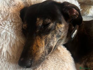 Mixed Breed dogs Sweet Lurcher Girl - Advert 8