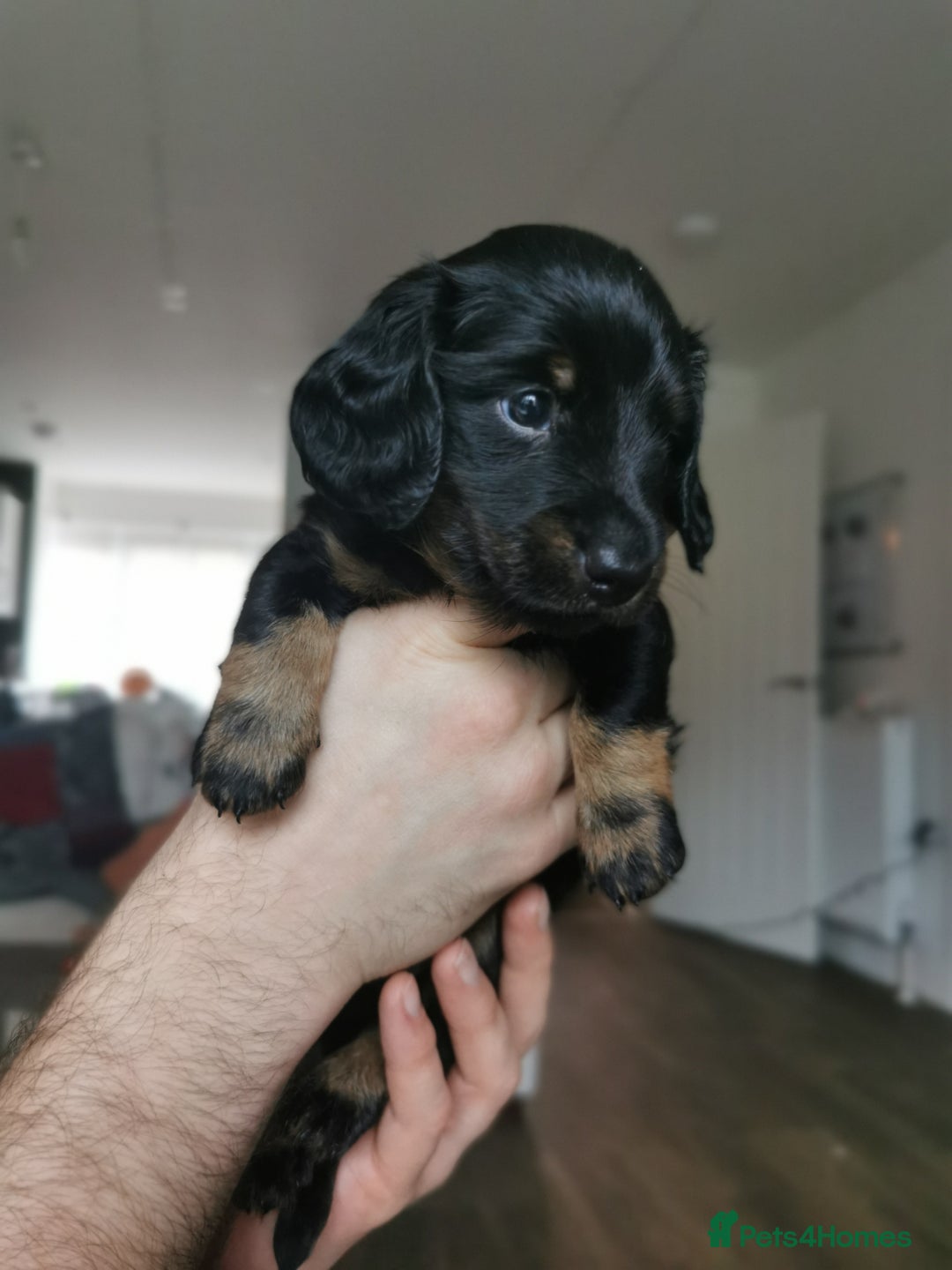 Miniature Dachshund dogs for sale: 5 beautiful miniature dachshund pups for sale - Advert 23