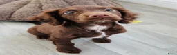 Cocker Spaniel dogs for sale: Purebred Chocolate Brown Cocker Spaniel Puppy - Advert 2