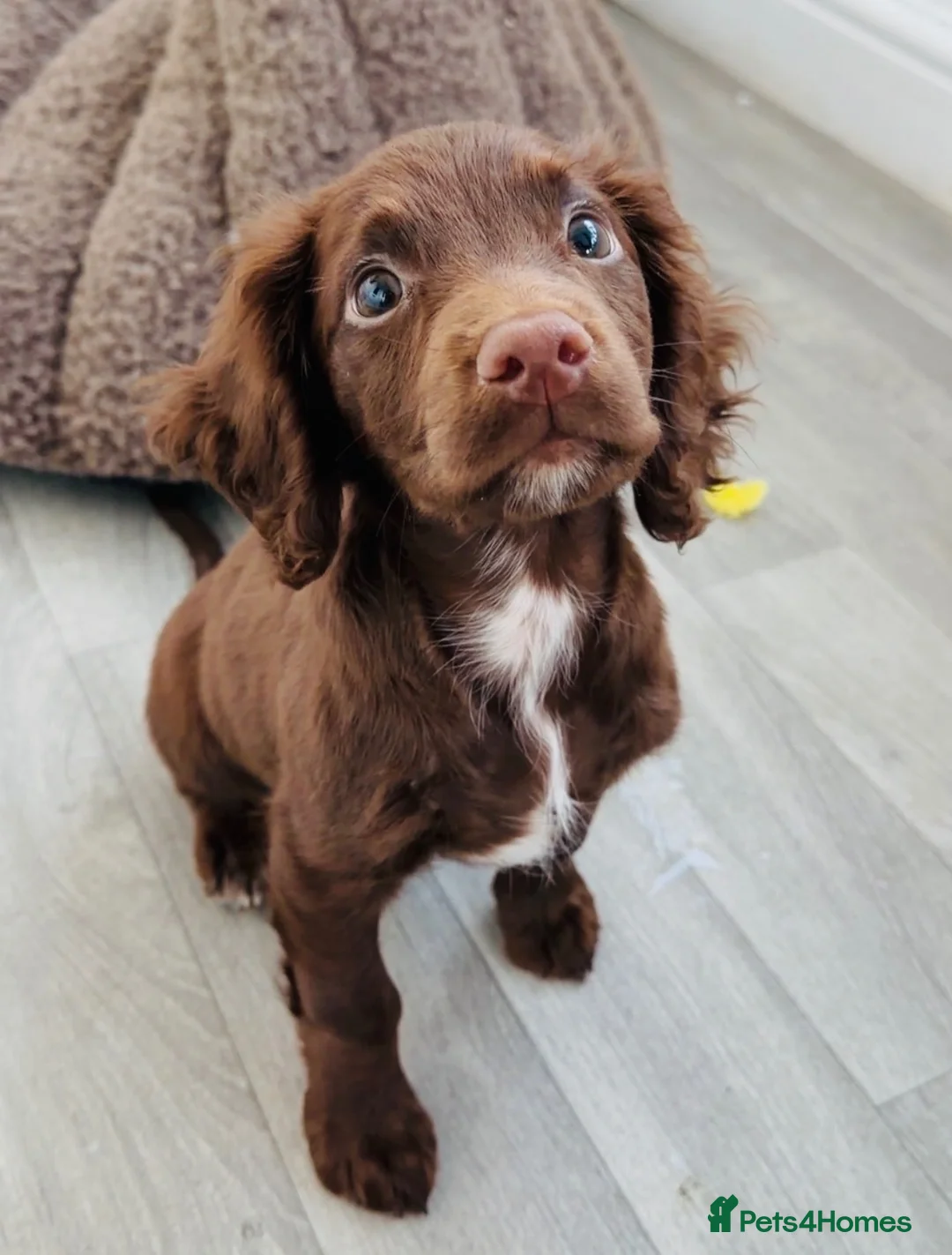 Cocker Spaniel dogs for sale: Purebred Chocolate Brown Cocker Spaniel Puppy - Advert 2