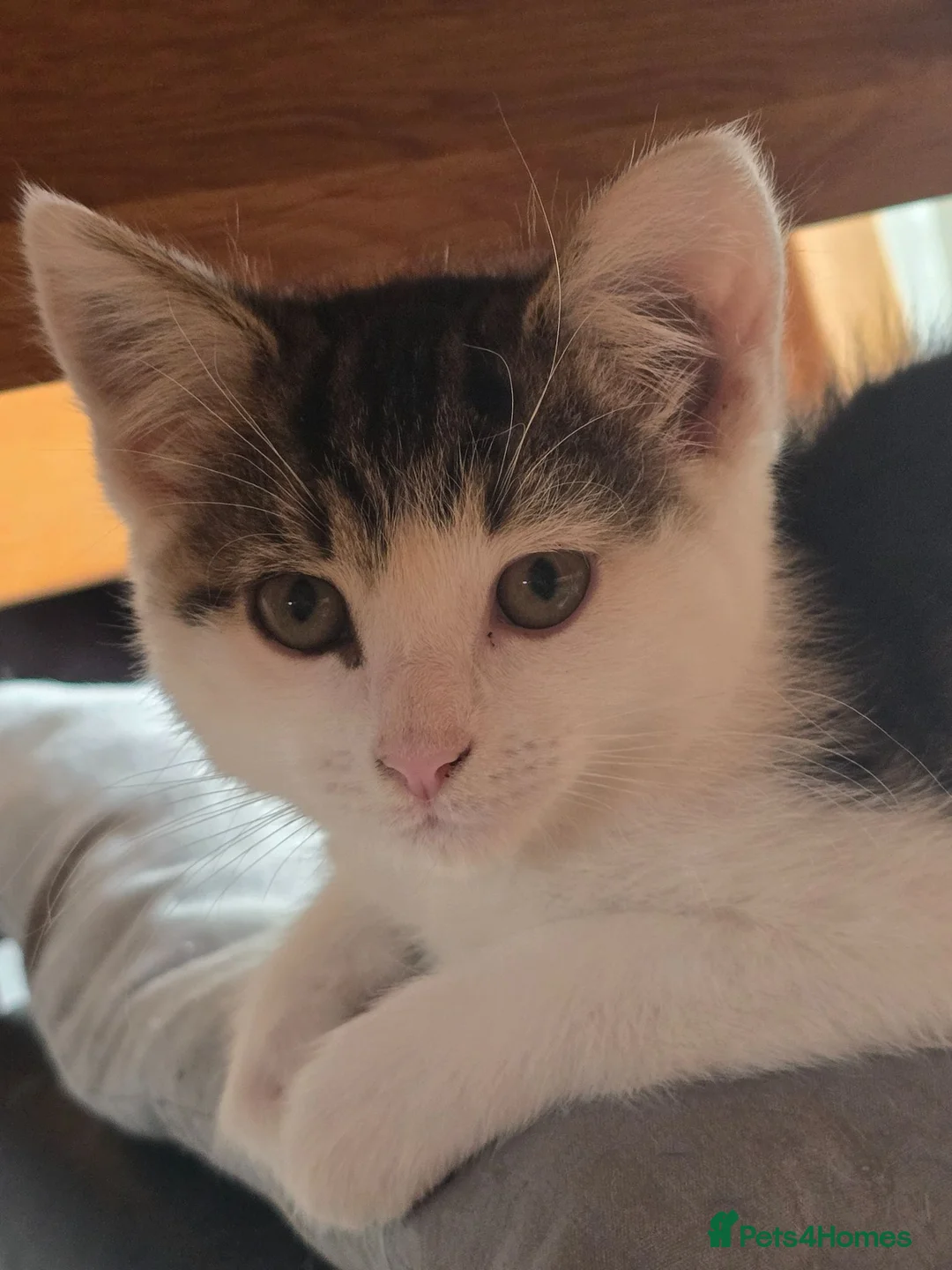 Mixed Breed cats for sale: Kittens are 10 weeks old for sale. - Advert 2