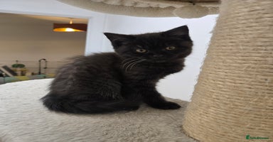 British Shorthair cats British shorthair kittens Smoked black £500 - Advert 1