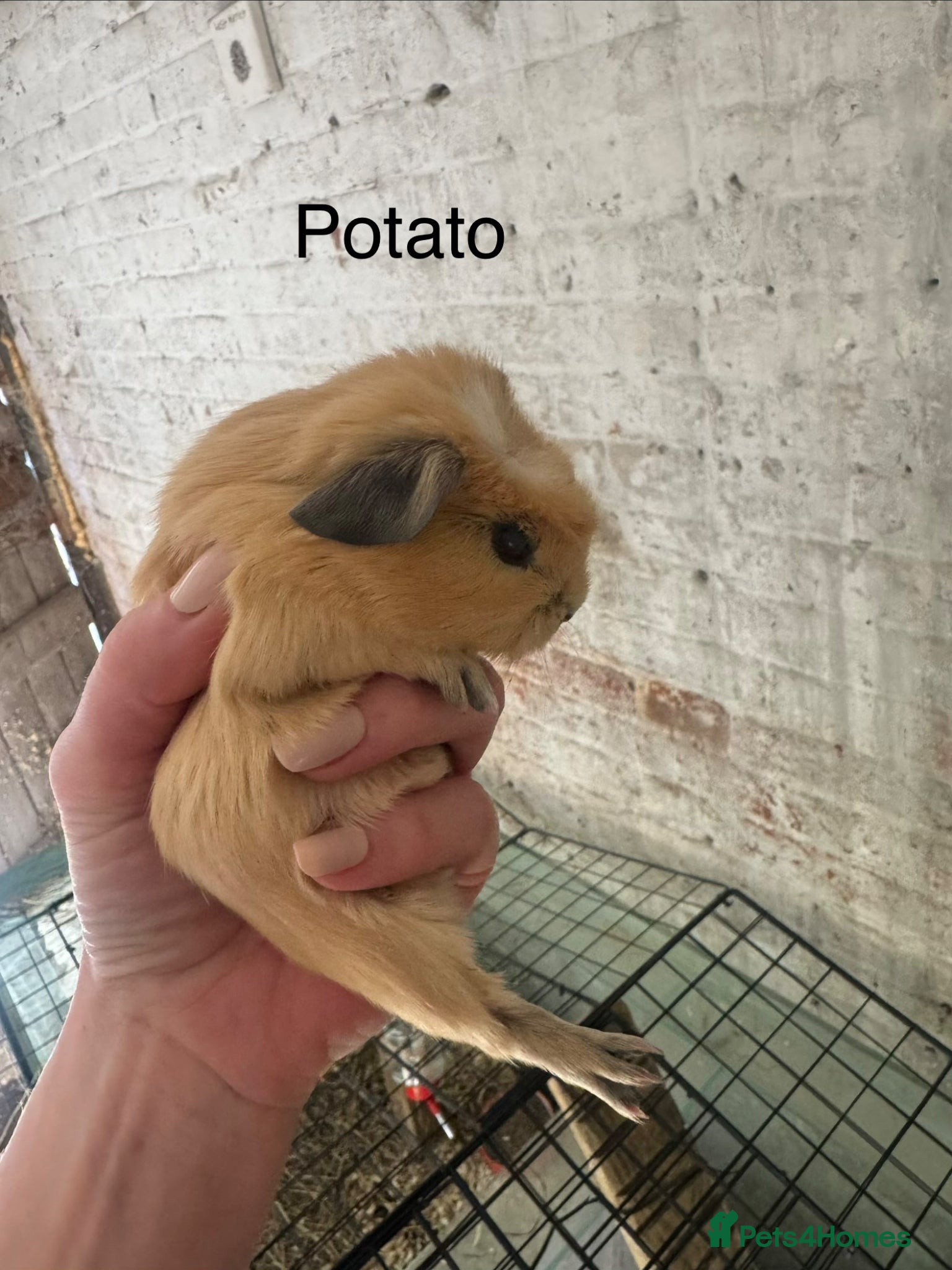 Guinea Pig rodents Gorgeous guineas available May - Advert 10