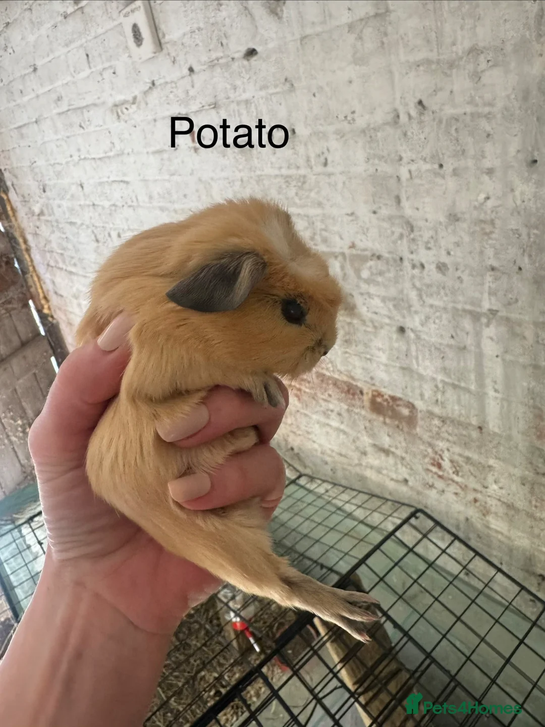 Guinea Pig rodents for sale: Gorgeous guineas available May - Advert 1