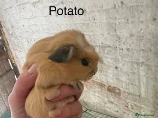 Guinea Pig rodents Gorgeous guineas available May - Advert 2