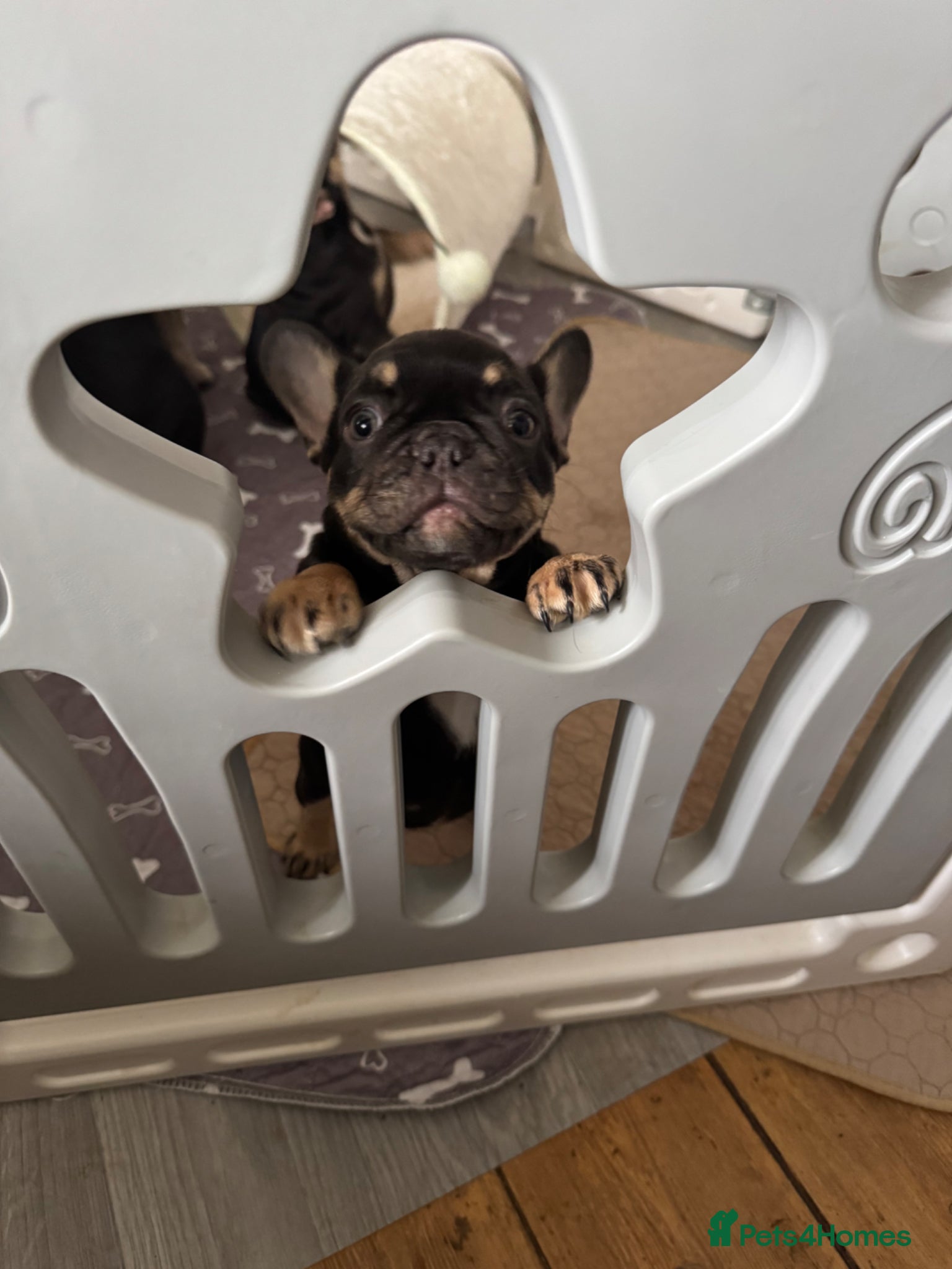 French Bulldog dogs French Bulldog puppies  - Advert 1