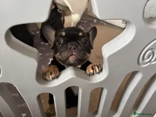 French Bulldog dogs French Bulldog puppies - Advert 1