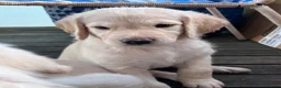 Labradoodle dogs for sale: Happy and healthy Labradoodle puppies! - Advert 14