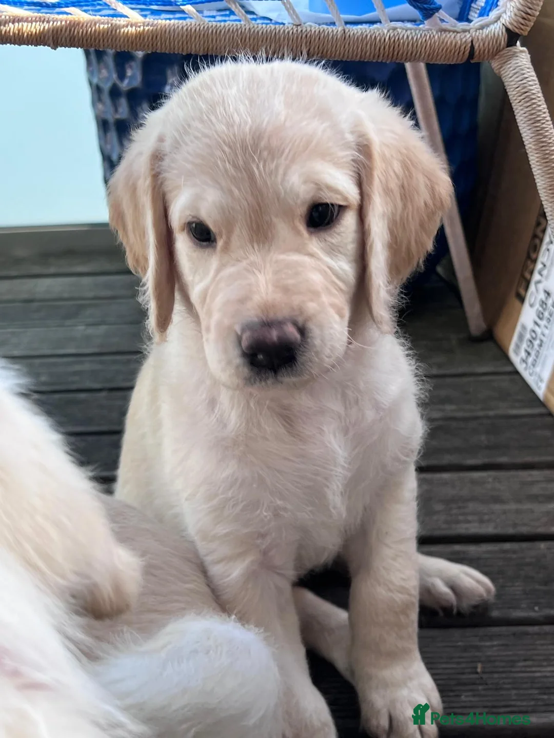 Labradoodle dogs for sale: Happy and healthy Labradoodle puppies! - Advert 1