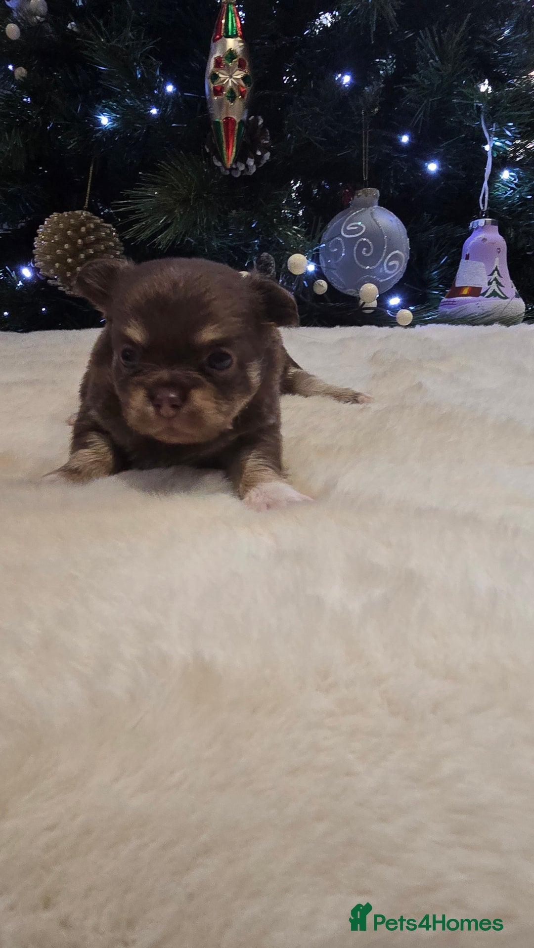 Chihuahua dogs for sale: Chihuahua puppies Russian ancestry with perfect bo - Advert 17