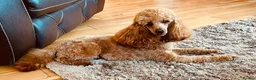 Cavapoo dogs for sale: 3 Beautiful Cavapoo Puppies for sale  - Advert 3