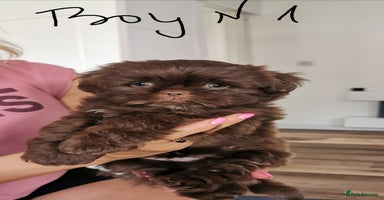 Shih Tzu dogs - Advert 12
