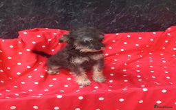 Mixed Breed dogs for sale: Beautiful Shcnauzer cross Cavaliers for sale - Image 3