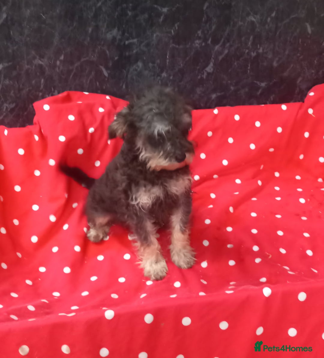 Mixed Breed dogs for sale: Beautiful Shcnauzer cross Cavaliers for sale - Image 3