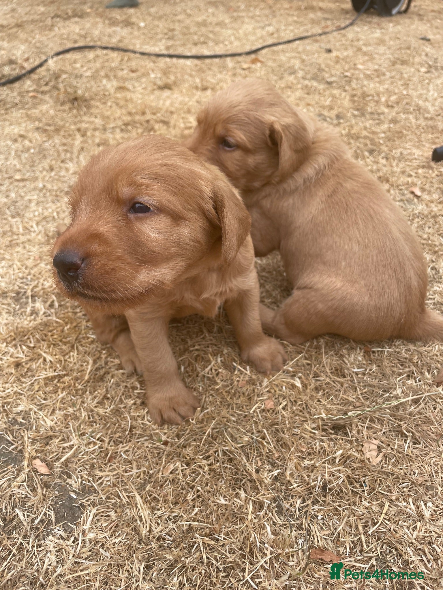 Australian Labradoodle dogs Australian Labradoodle x Fox Red Labrador x1 boy - Advert 3