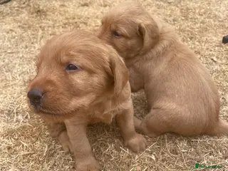 Australian Labradoodle dogs Australian Labradoodle x Fox Red Labrador x1 boy - Advert 3