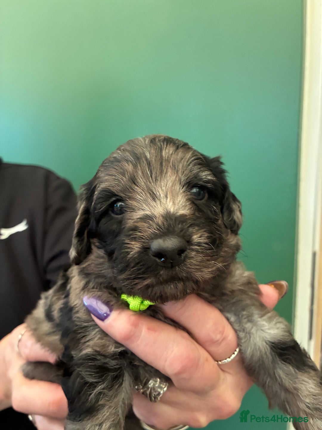 Cockapoo dogs for sale: Stunning Cockapoos looking for their new homes - Advert 5