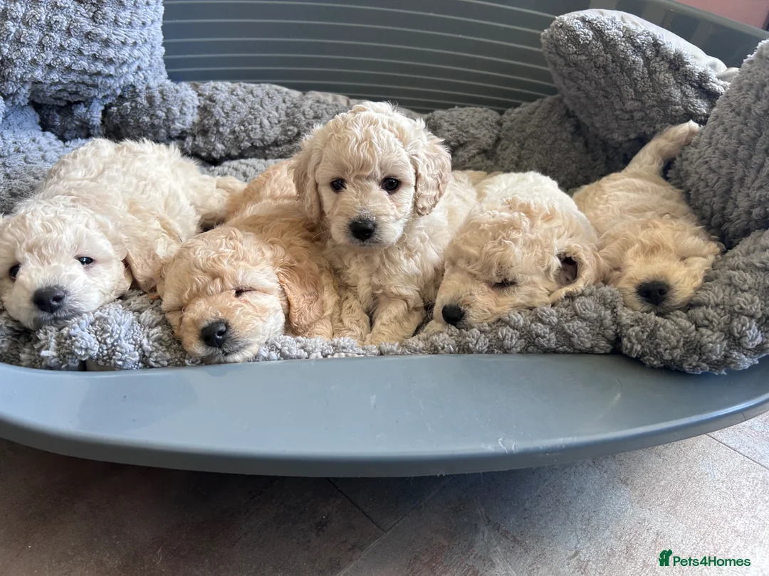 Cockapoo dogs for sale: Our little beauties in York - Advert 1