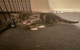 Mixed Breed cats for sale: Kittens for sale can go sept 7th - Image 10