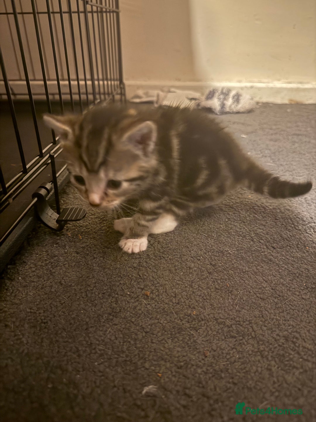 Mixed Breed cats for sale: Kittens for sale can go sept 7th - Image 10