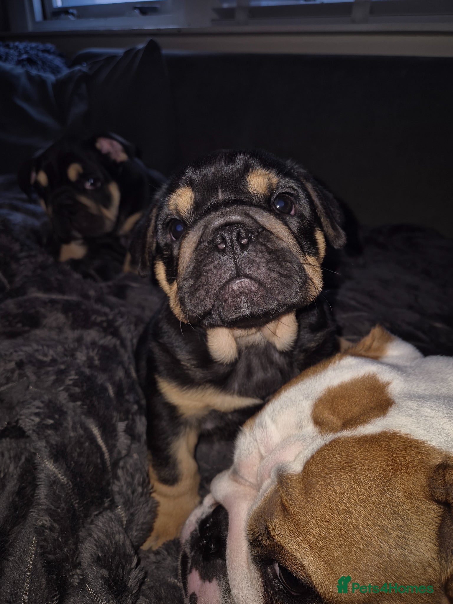 English Bulldog dogs 2 Gorgeous Black & Tan Girls - Advert 3