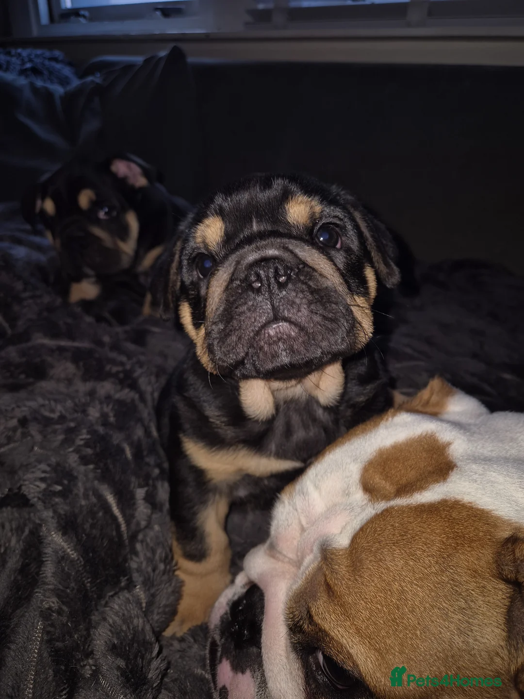 English Bulldog dogs for sale: 2 Gorgeous Black & Tan Girls - Advert 1