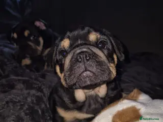 English Bulldog dogs 2 Gorgeous Black & Tan Girls - Advert 3
