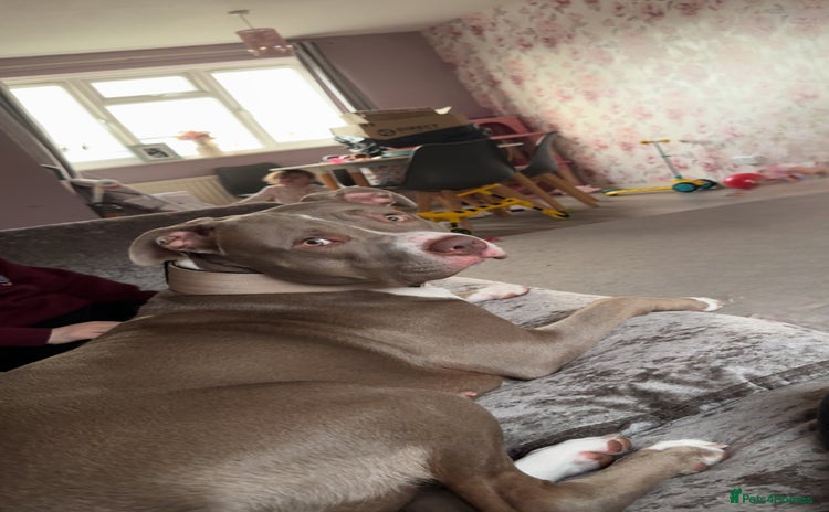 Mixed Breed dogs - Advert 2