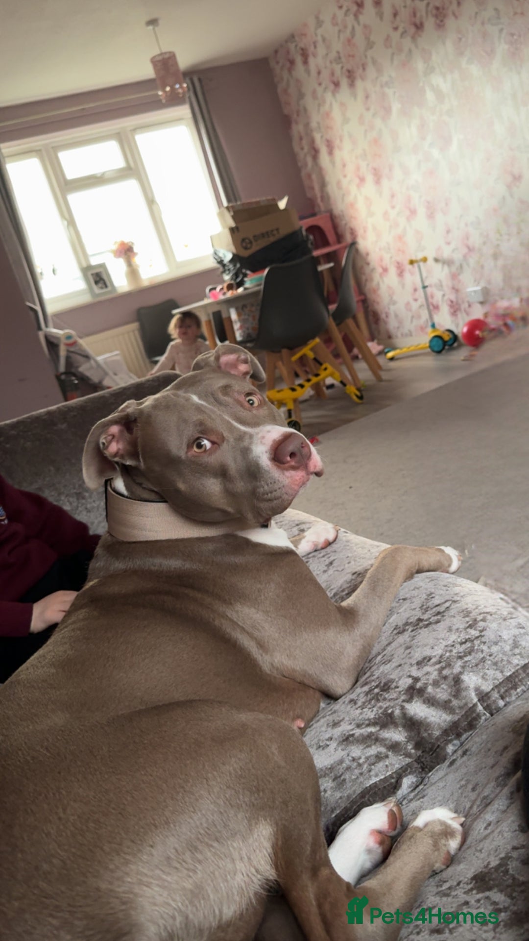 Mixed Breed dogs for sale: 1 year old female Staff  ** tiff  - Image 1