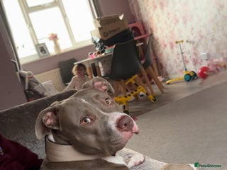 Mixed Breed dogs for sale - Advert 1