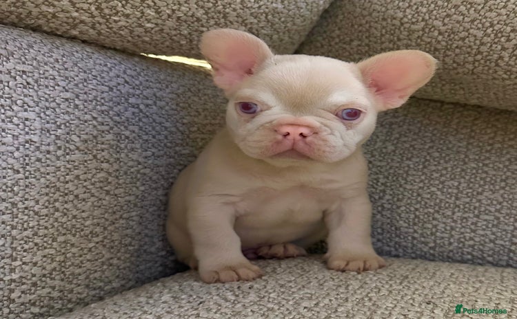 French Bulldog dogs Male puppy French bulldog  - Advert 9