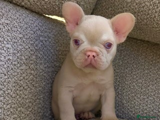 French Bulldog dogs Male puppy French bulldog - Advert 18