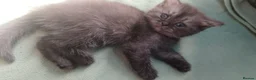 Mixed Breed cats for sale: Three Kittens in Northampton - Advert 4