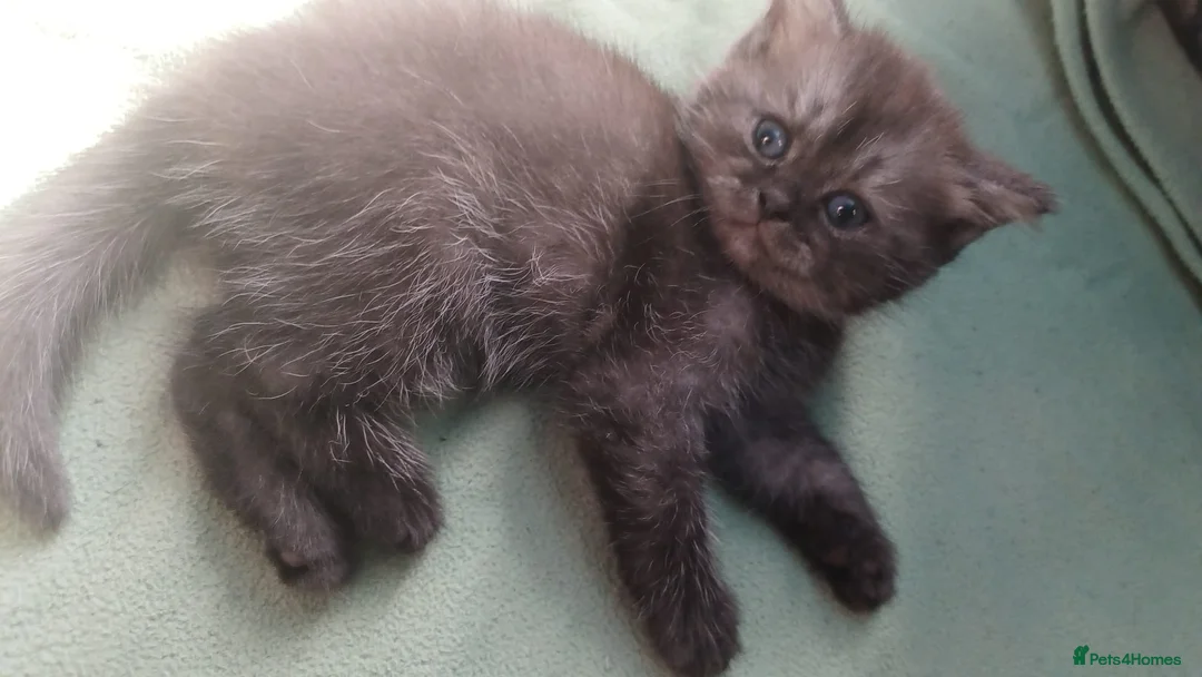 Mixed Breed cats for sale: Three Kittens in Northampton - Advert 4
