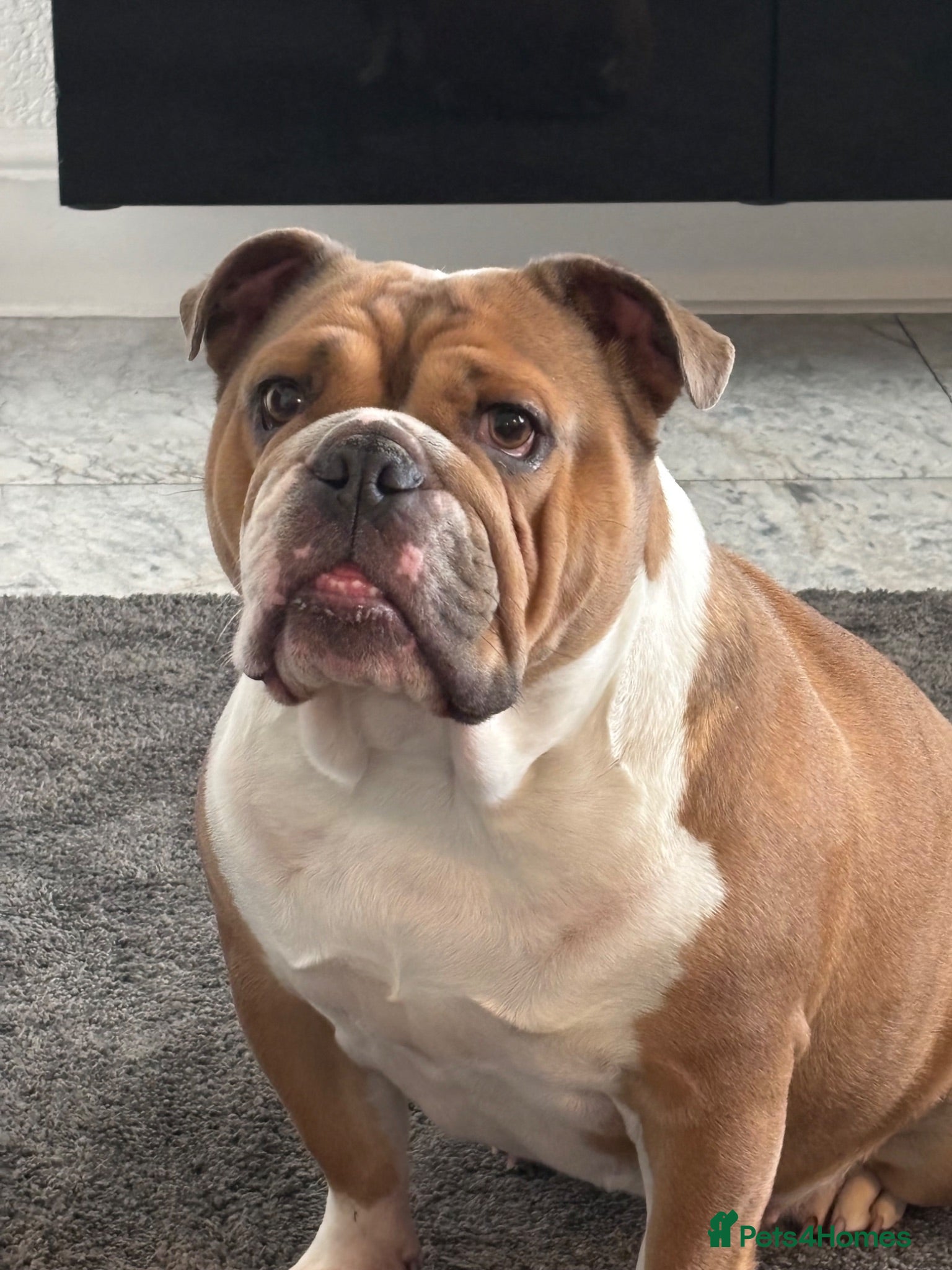 English Bulldog dogs Beefcake and Little Blue - Advert 5