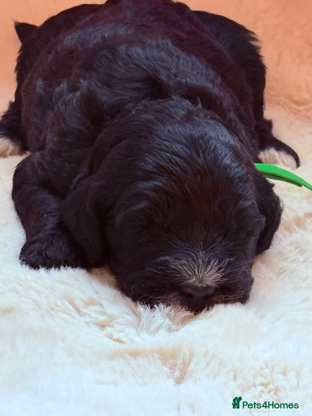 Labradoodle dogs for sale: Australian labradoodles  - Advert 13
