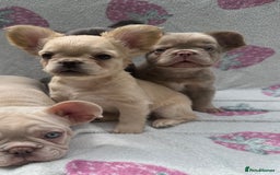 French Bulldog dogs for sale: Quality French bulldog puppies  - Image 6