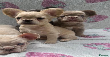 French Bulldog dogs - Advert 15