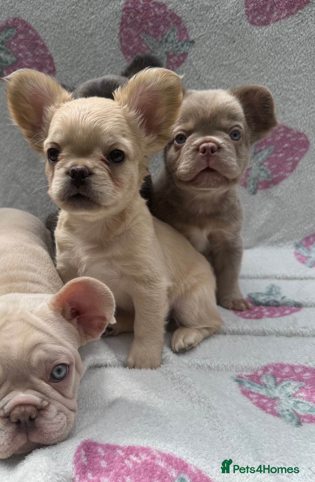 French Bulldog dogs for sale: Quality French bulldog puppies  - Image 6