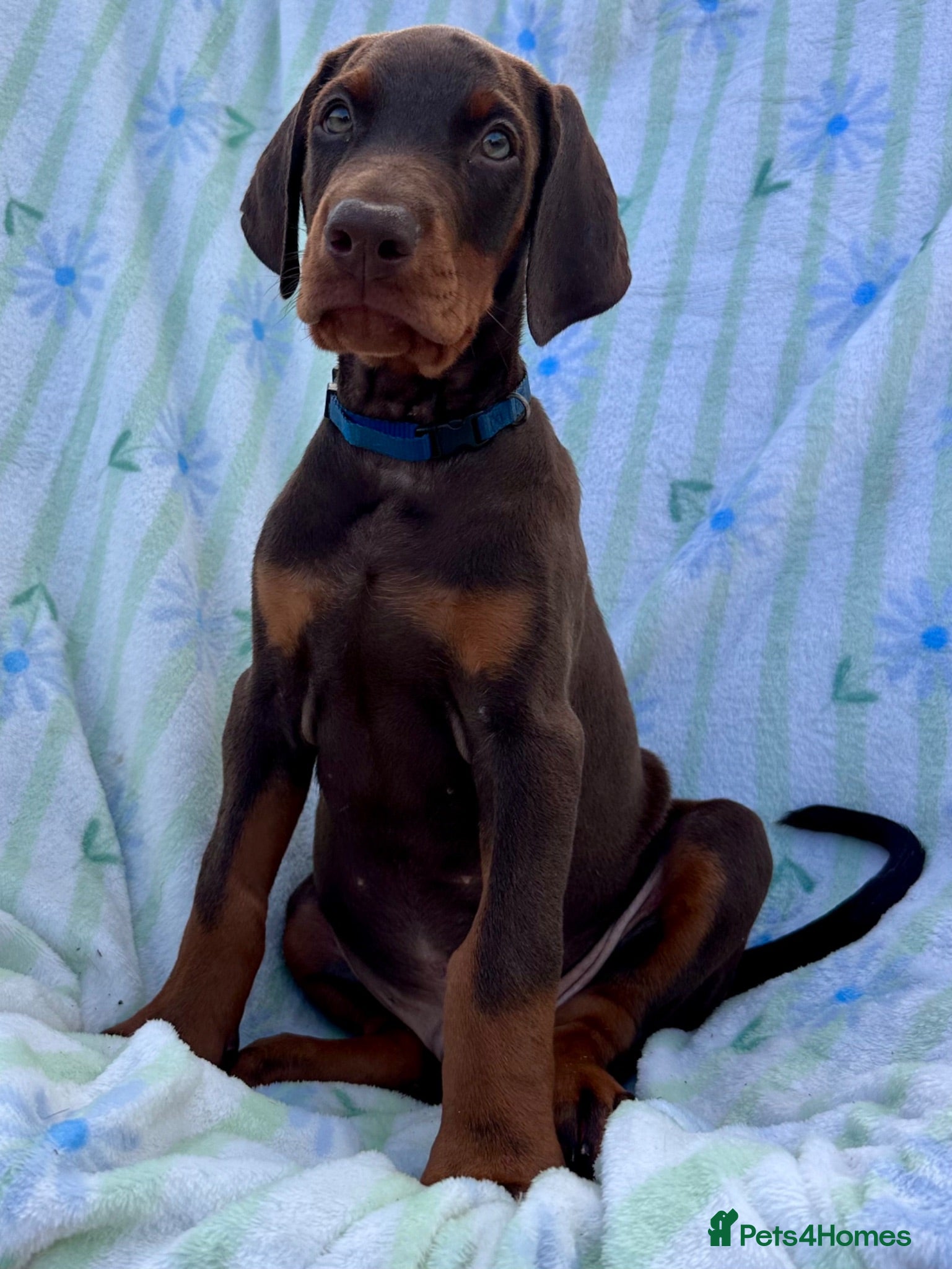 Dobermann dogs Health tested European puppies  - Advert 1
