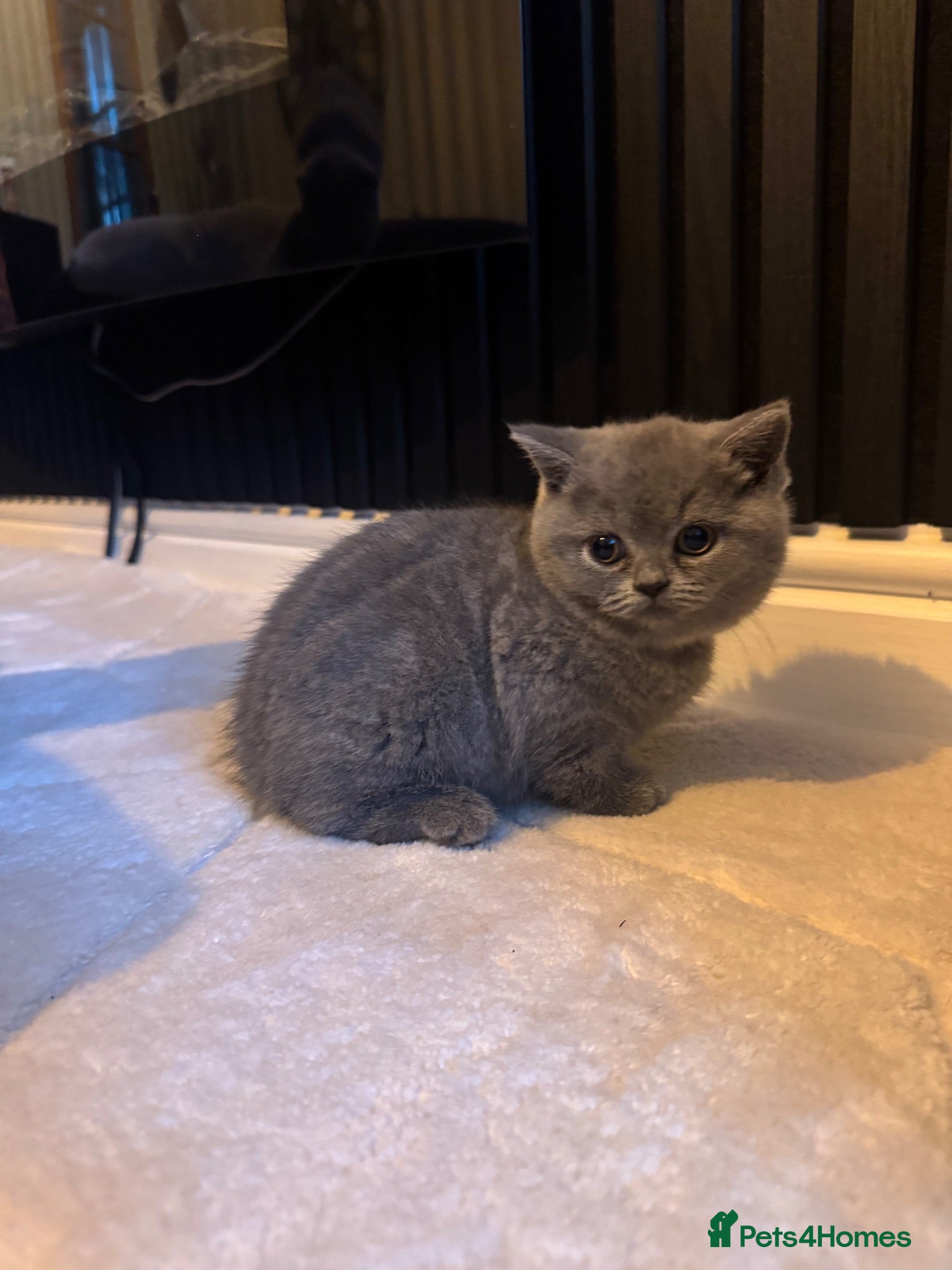 British Shorthair cats 3 British Shorthair Kittens For Sale - Advert 2