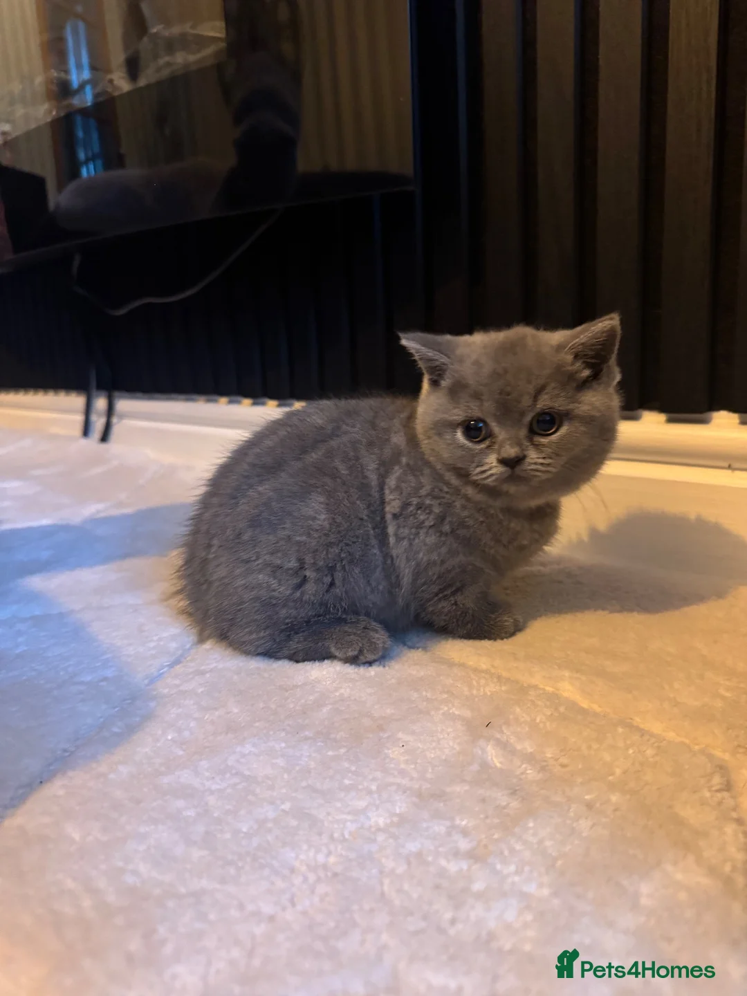 British Shorthair cats for sale: 3 British Shorthair Kittens For Sale - Advert 2