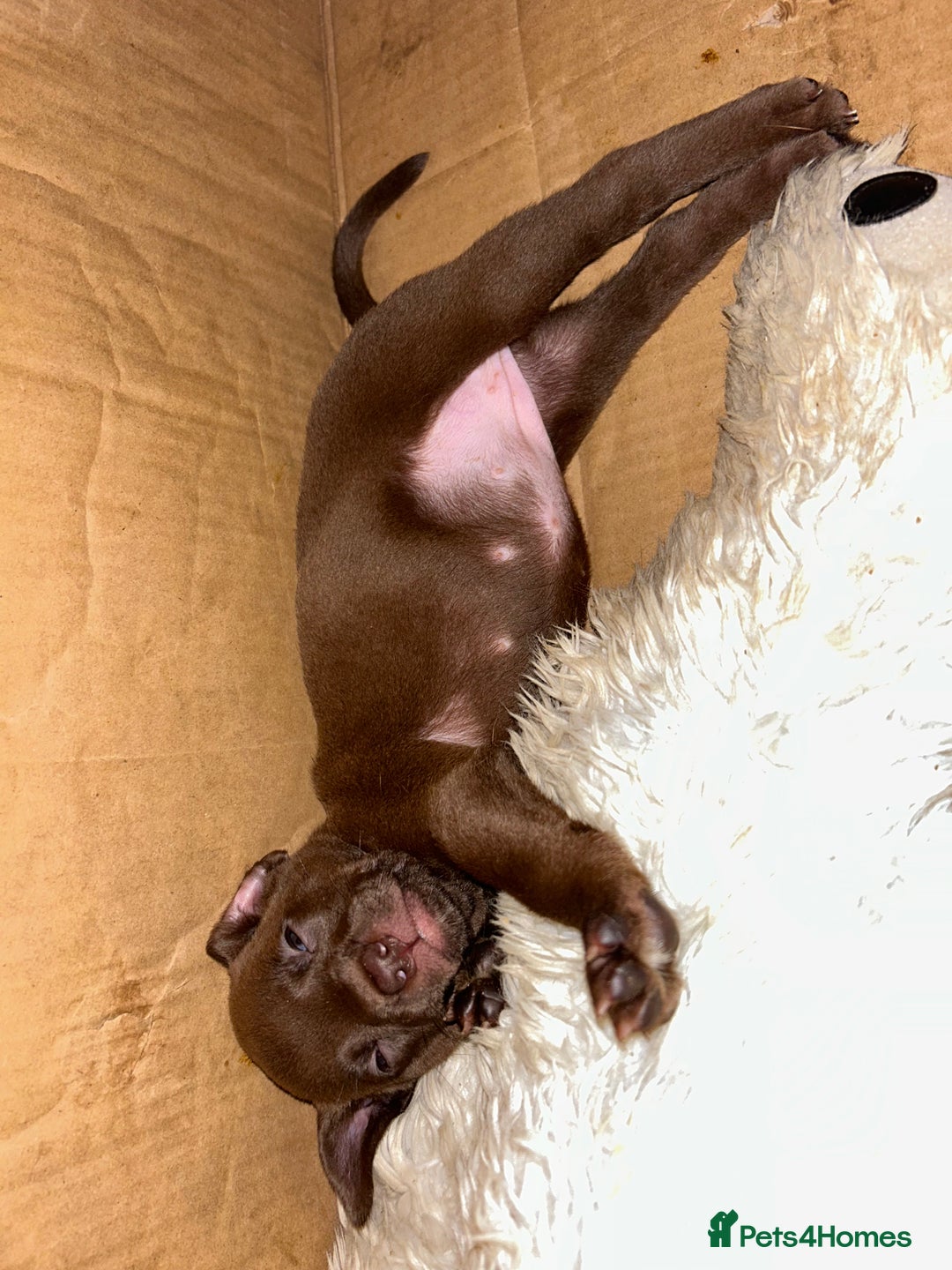 Mixed Breed dogs for sale: Mix breed Staff  - Advert 15