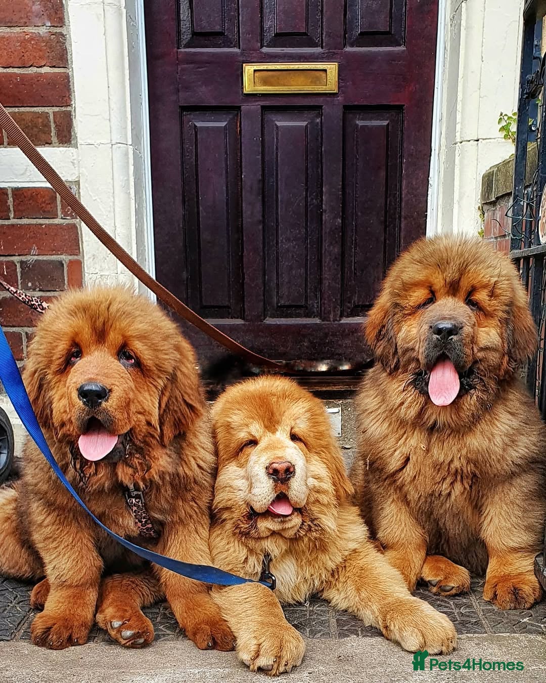 Tibetan Mastiff dogs for sale: Cute Tibetan Mastiff puppies for sale. - Advert 2